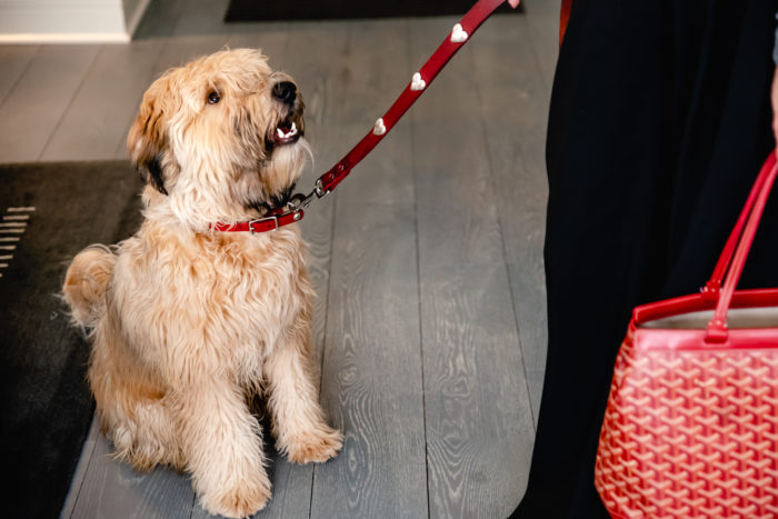 travel with pets