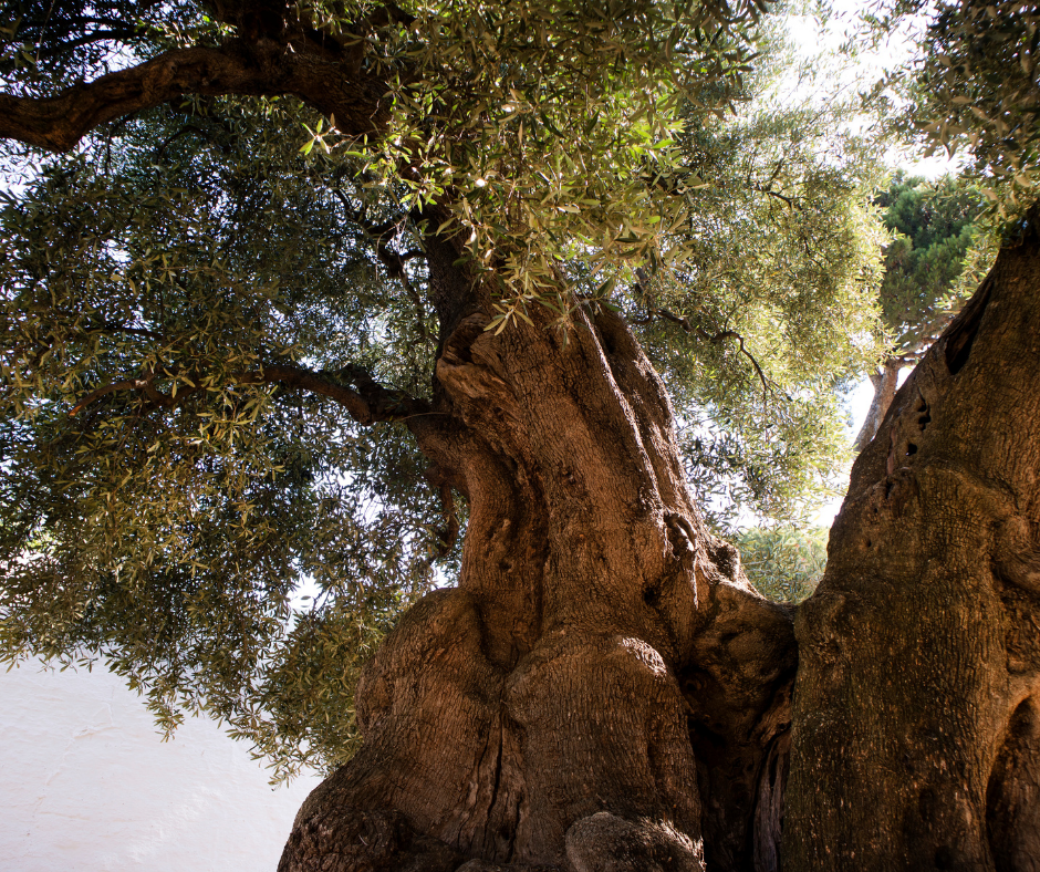 A beautiful Olive Tree