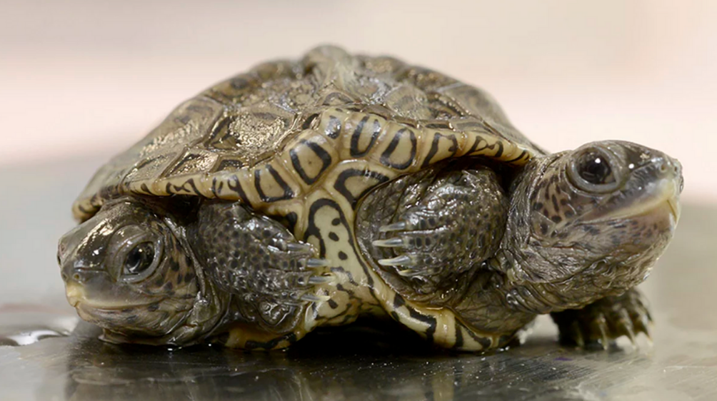 Two-Headed Turtle