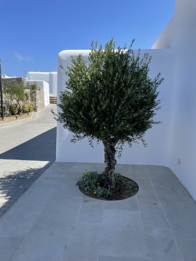 Honey Good Travel After 50, Mykonos olive tree